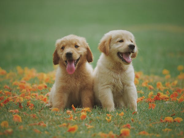Pet odor removal service